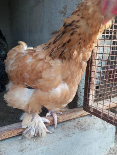 BRAHMA PAIR FOR SALE