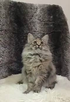 persian kitten/cat triple coat/semi punch/punch male/female kitten/cat