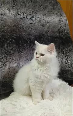 persian kitten/cat triple coat/semi punch/punch male/female kitten/cat