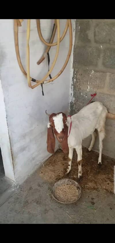 bakri for sale buht hi kam price main urgent sale