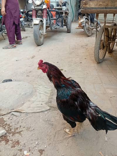 best aseel for sale