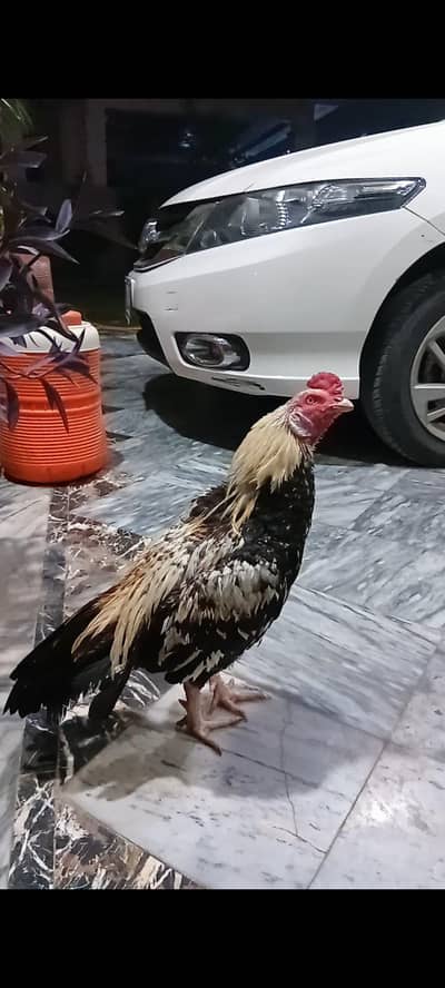 High Quality Aseel for sale