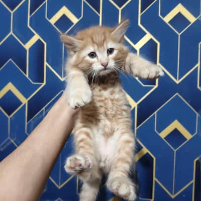 White nd ginger color Persian Kittens For Sale ,Exchange also possible