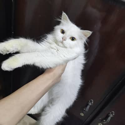 White nd ginger color Persian Kittens For Sale ,Exchange also possible