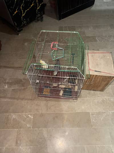 cockatiel parrot