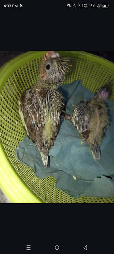 cocktail paroot chicks