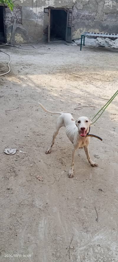 Tazzi Dog for Sale