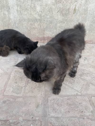 2 females 1 male, male black females 1 black 1 brown persian