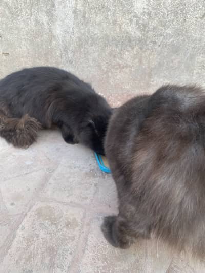 2 females 1 male, male black females 1 black 1 brown persian
