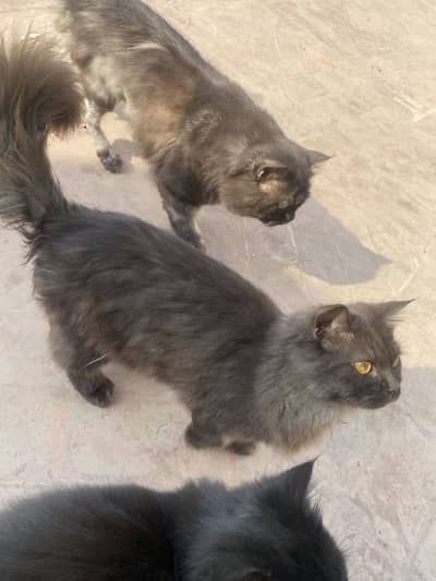 2 females 1 male, male black females 1 black 1 brown persian