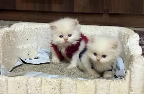 (Persian female kitten) (for sale all) (Pakistan delivery available)