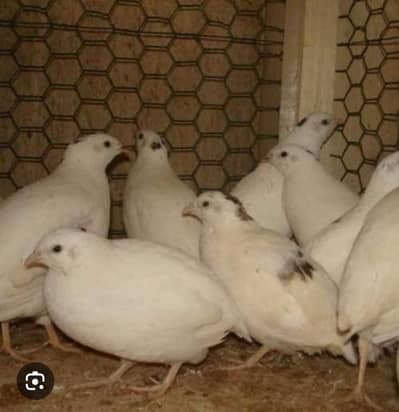 Batair Farmi for Sale 150 per piece egg laying start total 15 piece