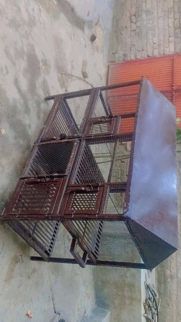Birds Cage 3