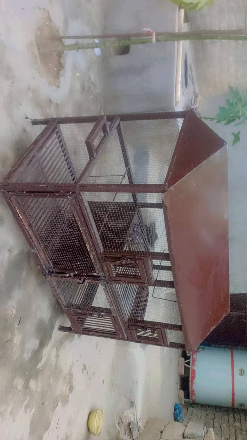 Birds Cage 6