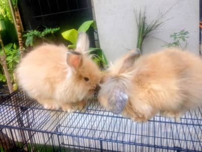 Rabbit & Bunnies Sale in Islamabad