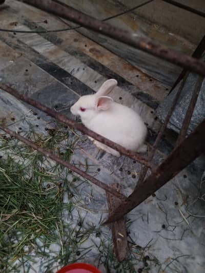 Rabbit pair for sale