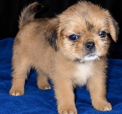 Male Puppy for Sale | Shih Tzu × Pug Cross
