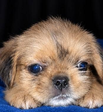 Male Puppy for Sale | Shih Tzu × Pug Cross