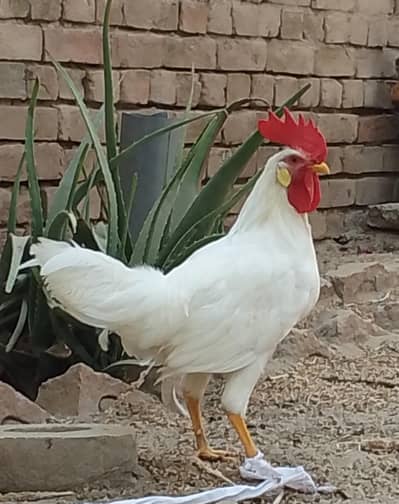 Pure White Leghorn Rooster / Male Murga for Sale