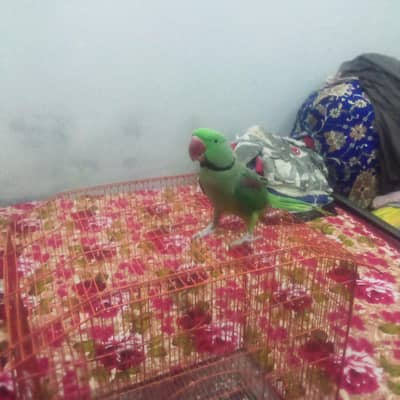 Raw parrot