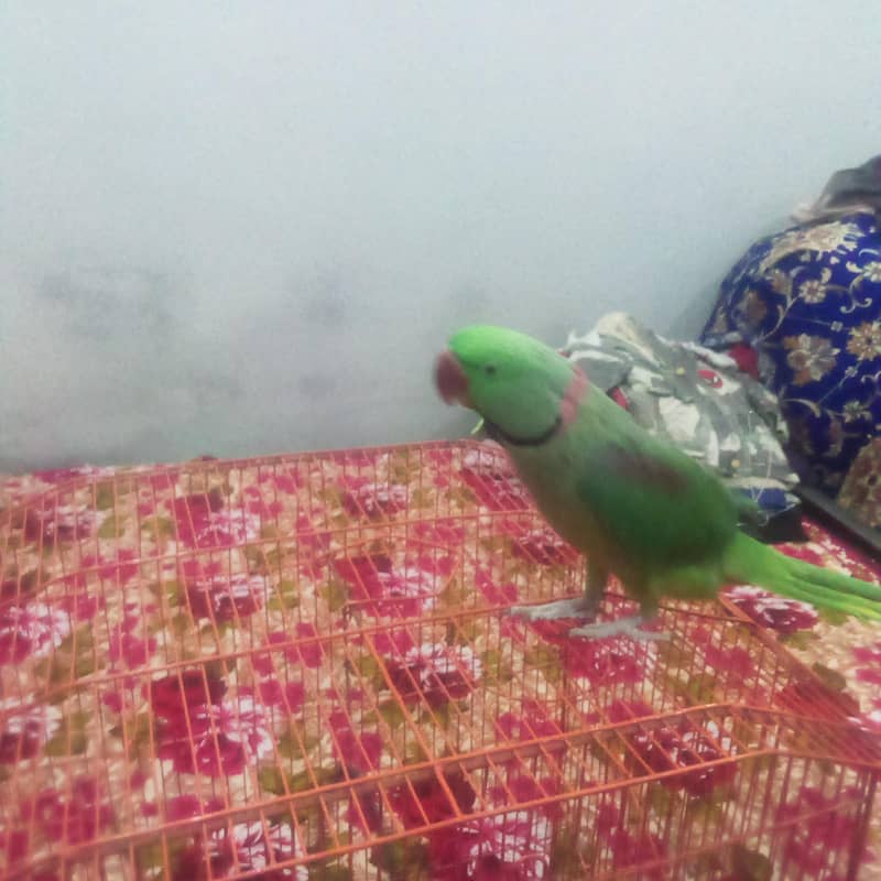 Raw parrot 1