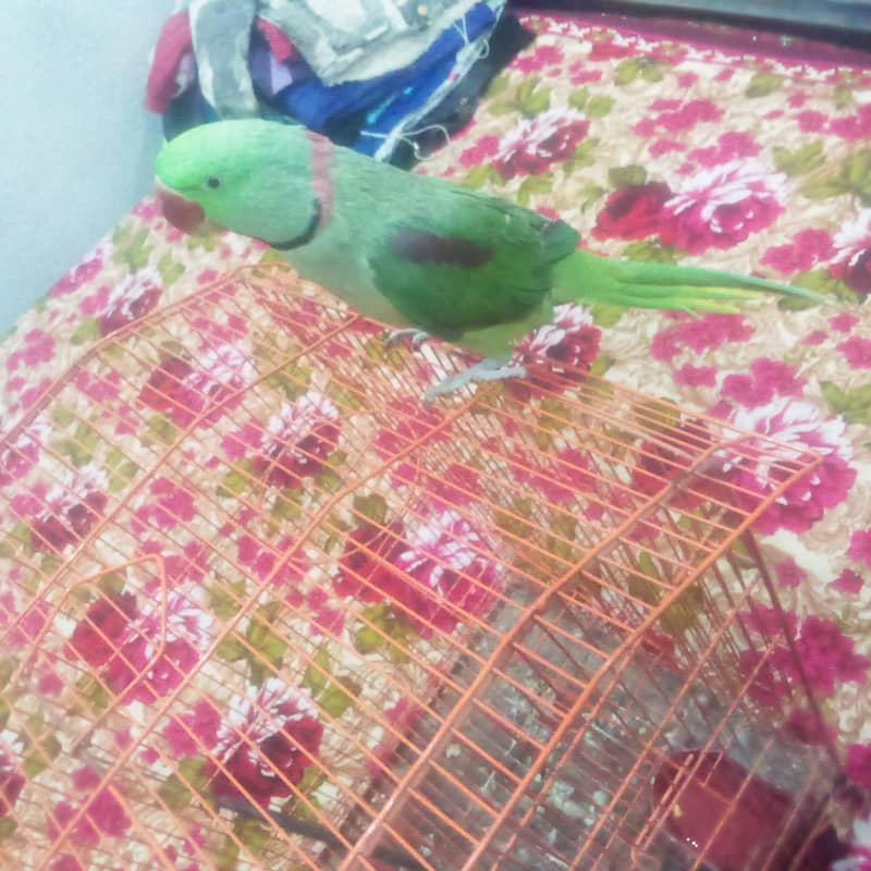 Raw parrot 2