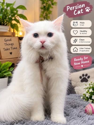 White Persian Male Breeder Cat