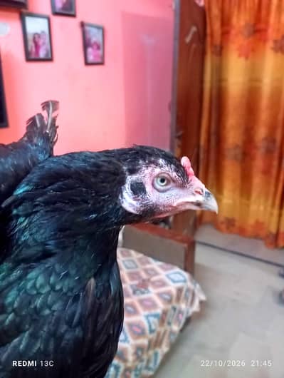 Black Mushki Maadi