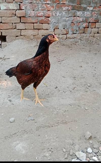 Aseel  murgi high Quality Aseel female our Desi pathian