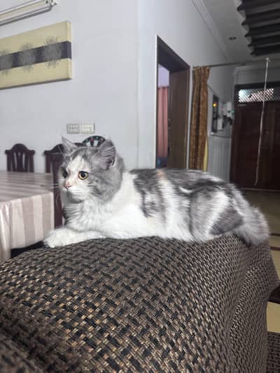 7 - 8 months old Persian female cat. Very loving and lives with kids. .