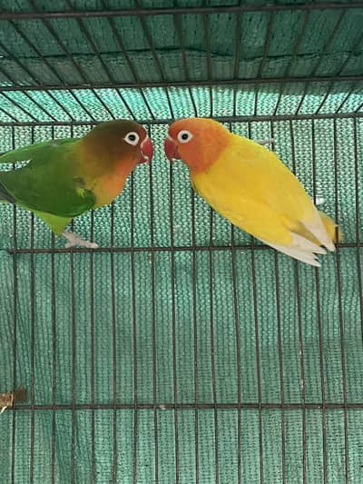 Confirm breeder pair green fisher x lutino personata