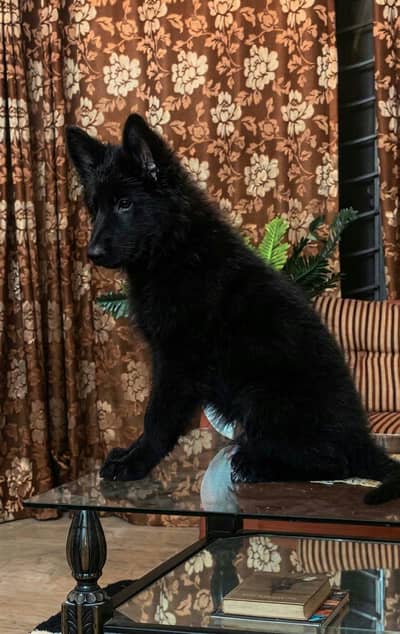 Top Quality Pink pedigree Male Puppy Imported Bloodline for new home