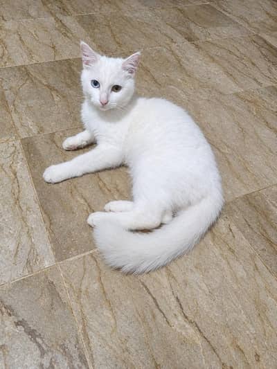 Beautiful White Cat with Different Color Eyes