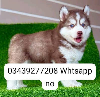 Siberian Husky