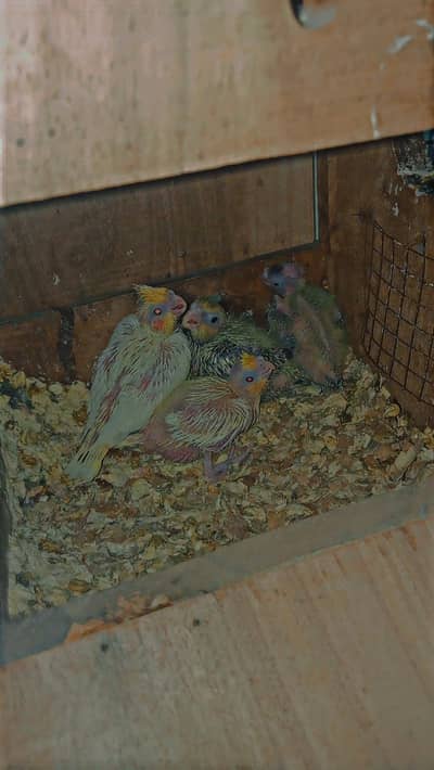 Cocktail Chiks