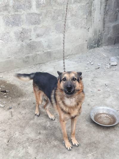 Double Coated German Shepherd
