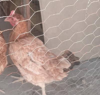 Desi hen for sale