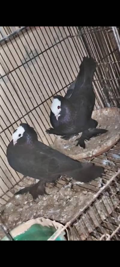 Black Mukhi Pair, Qasid fancy pigeon
