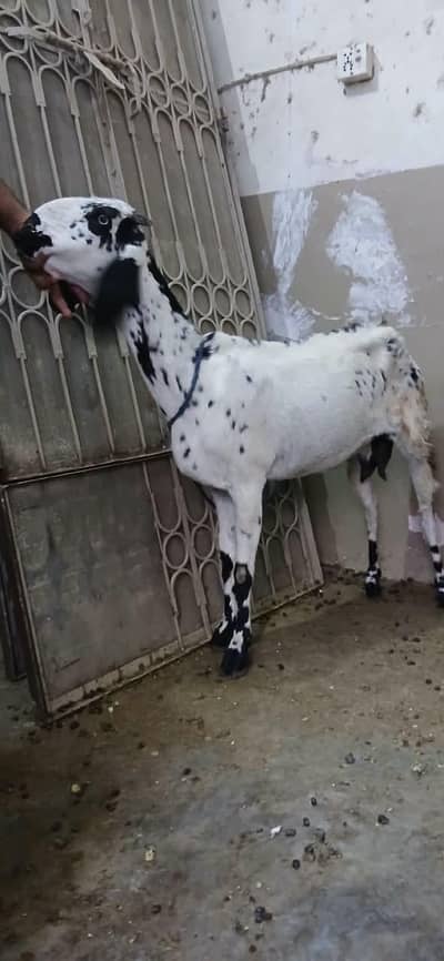 Goat for Sale