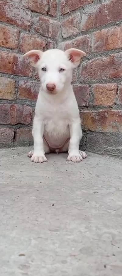 pure kohati guitar pink nose female for sale