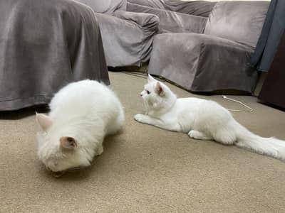 White Persian cats for sell pair