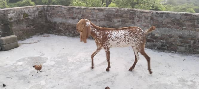 mackhichni goat available