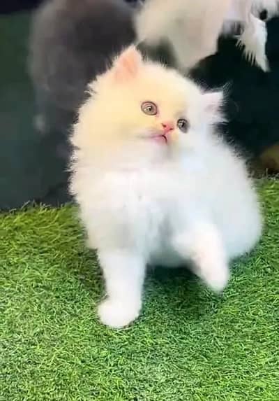 (Persian female kitten) (for sale all) (Pakistan delivery available)