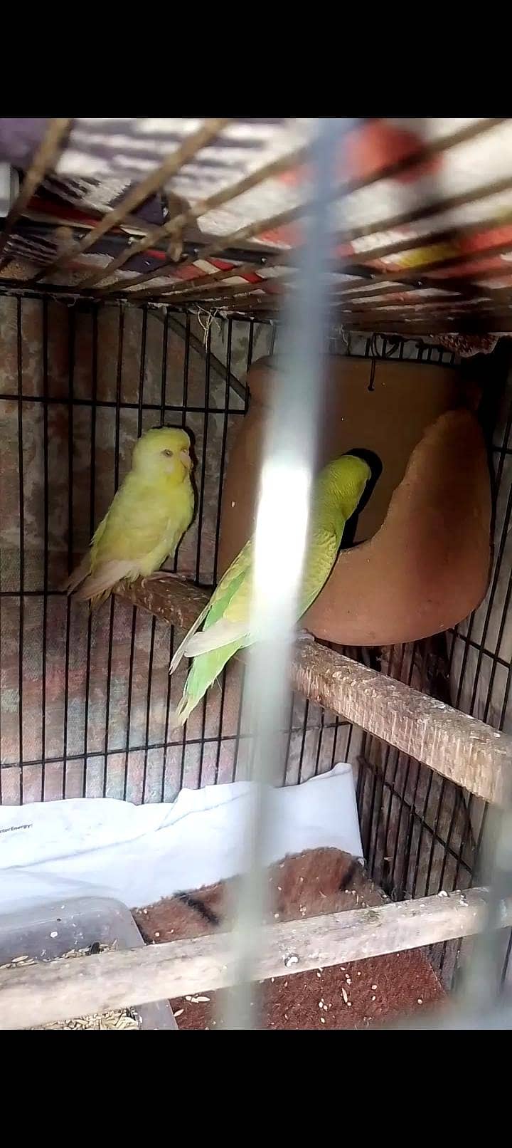 breedar pair 6