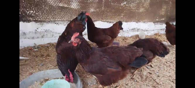 RIR HERITAGE BREED FERTILE EGGS/CHICKS FOR SALE 03063133223
