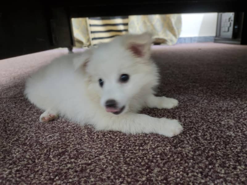 Russian spitz 0