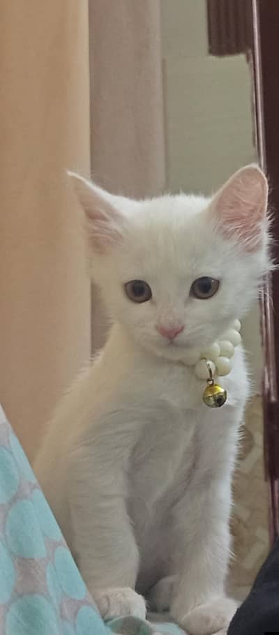 kitten