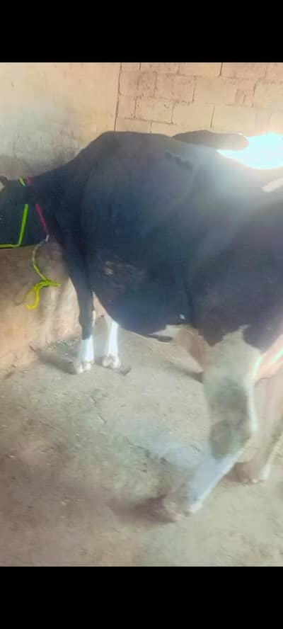 cow bahut khubsurat acchi nasl ki hai