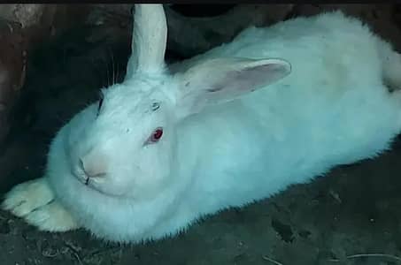 rabbit for sale