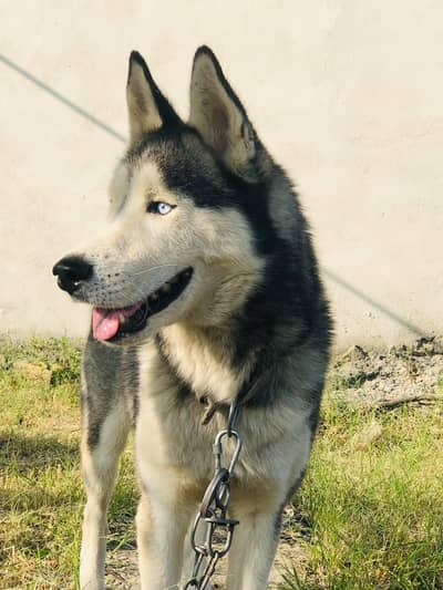 Male husky dog for sale in reasonable price. .